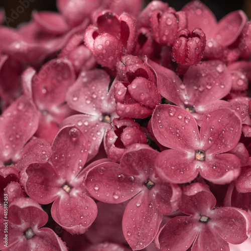 Springtime bunches of lilac blossoms on branches