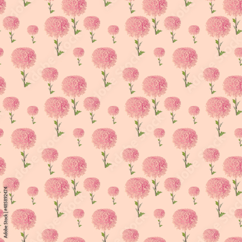 Flower patern. Pattern of pink chrysanthemums on a pink background.