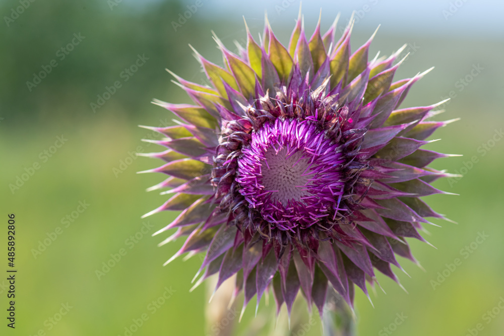 A thistle flower