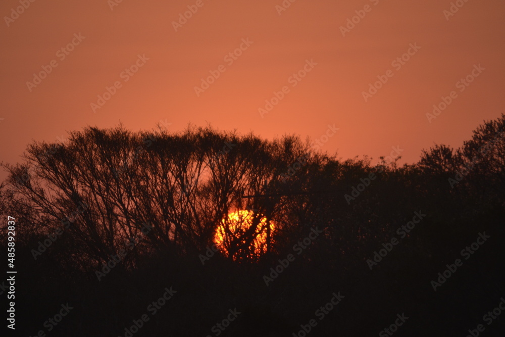 Fototapeta premium Atardecer en la arbolada 3