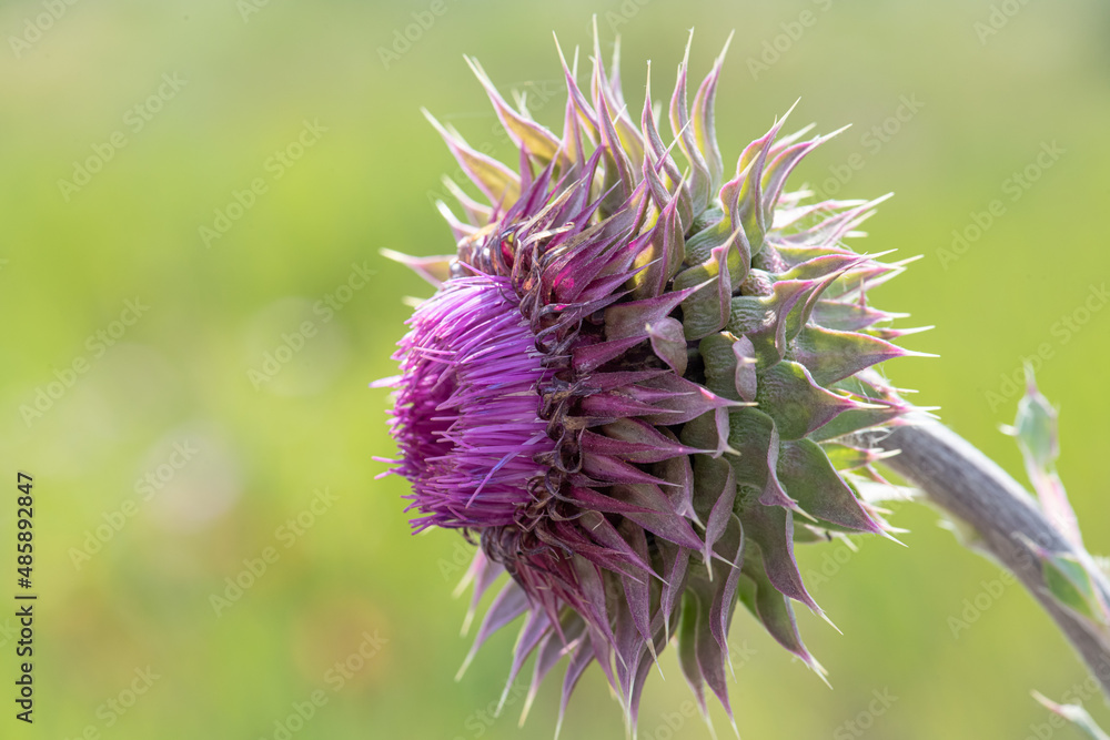 A wild flower with blurred background