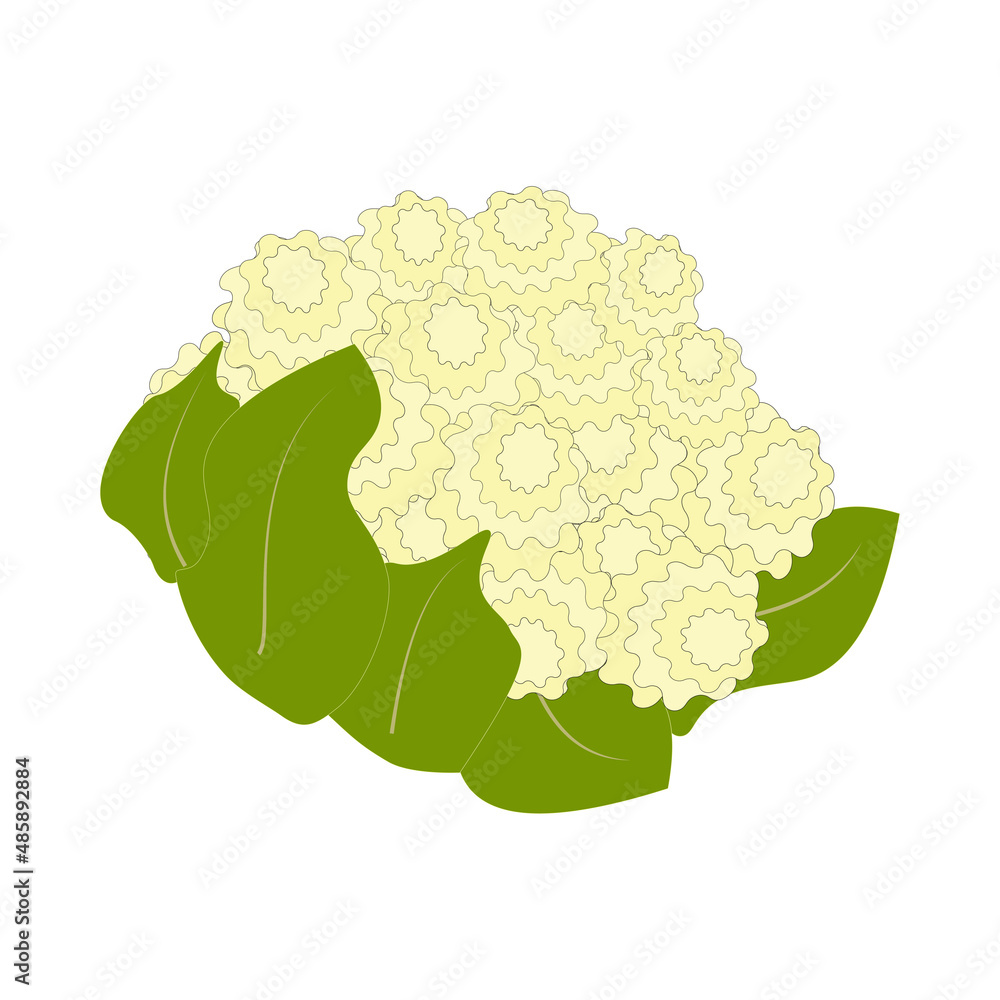 cauliflower, natural food ingredient, vector object cauliflower, natural food ingredient, vector object
