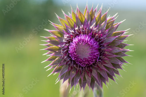 Obraz na płótnie A thistle flower w salonie