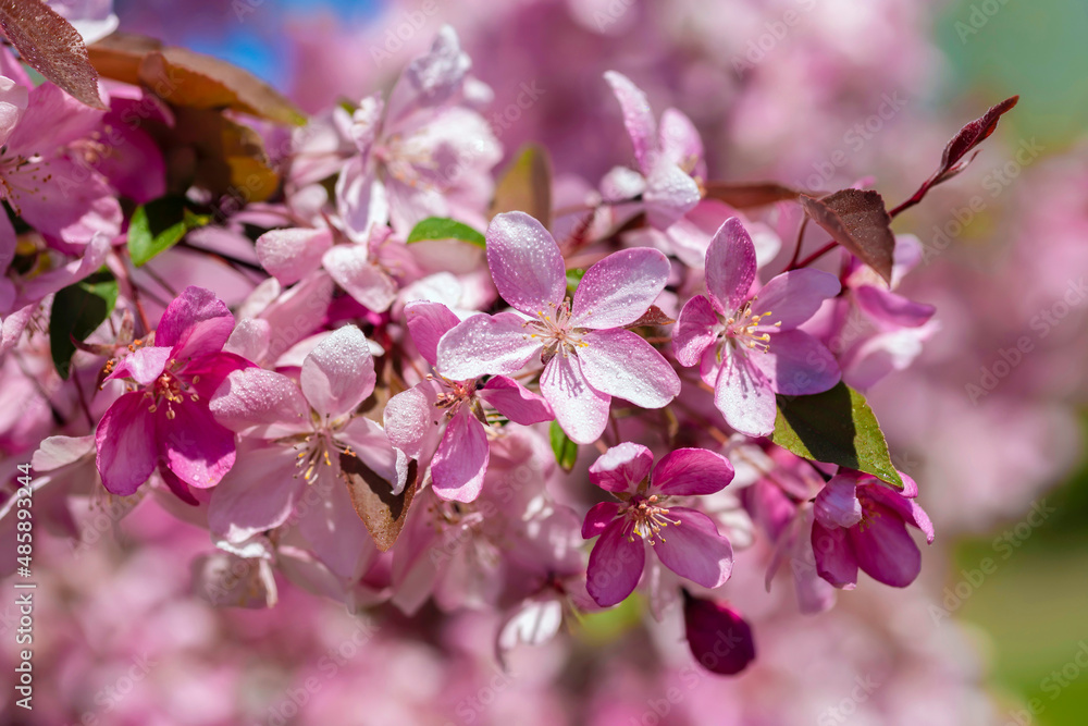 Cherry blossoms in the garden. Beautiful branches of pink cherry on a tree close-up. Natural floral background