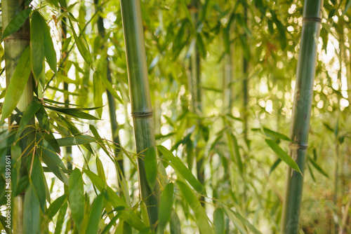 Fototapeta Naklejka Na Ścianę i Meble -  Bamboo green leaves in closeup