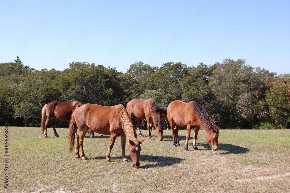 Wild horses grazing on the dune grass, on Assateague Island, in Worcester County, Maryland. 