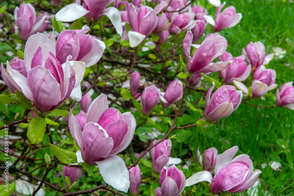 Magnolia tree blossom in springtime