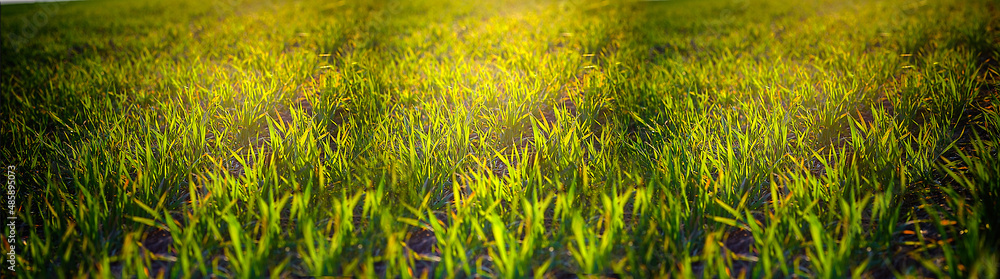 Banner Young wheat seedlings growing on field in black soil. Spring green wheat grows in soil. Close up on sprouting rye on agriculture field in sunny day. Sprouts of rye. Agriculture. Banner Young wheat seedlings growing on field in black soil. Spring green wheat grows in soil. Close up on sprouting rye on agriculture field in sunny day. Sprouts of rye. Agriculture.