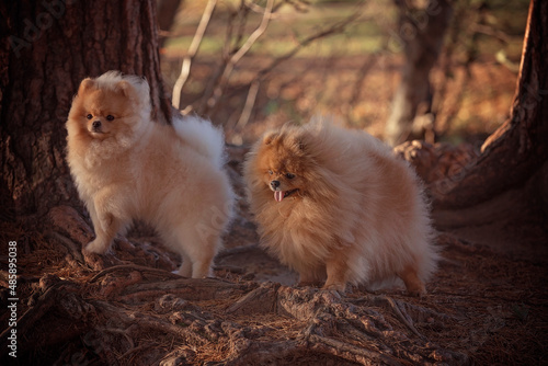 a white pomeranian puppy and an adult pomeranian