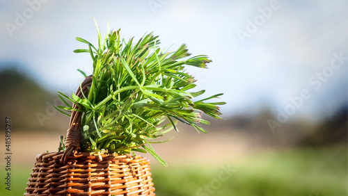 Galium aparine cleavers, in basket on wooden table. plant is used in ayurveda and traditional medicine for poultice. grip grass Plant stalks close-up In spring photo