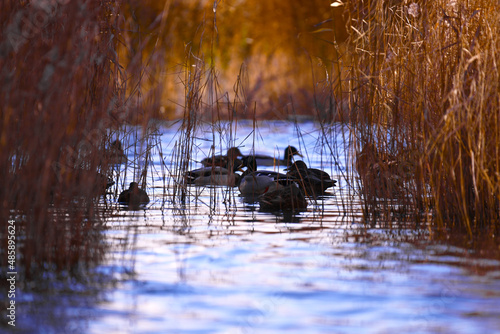A flock of ducks hides in dense thickets of reeds for the night.