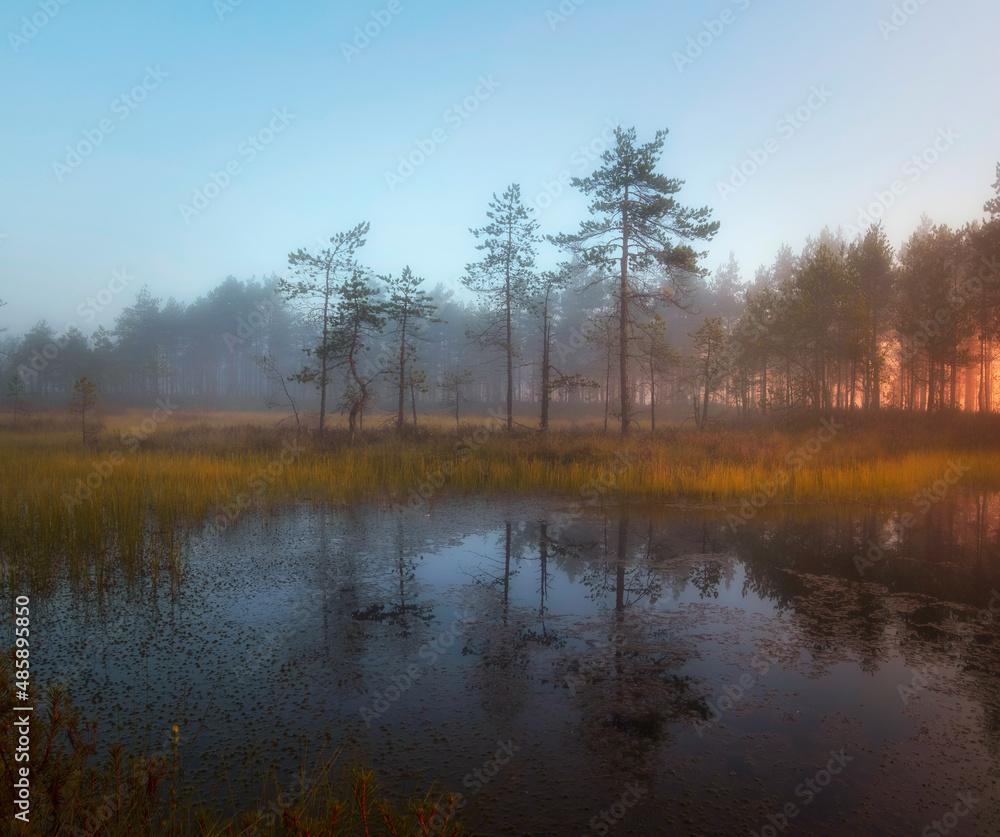 Autumn sunset in the swamp. Natural landscape in the Ozernoye Swamp National Park with fog, yellowed grass, and small pine trees. Autumn sunset in the swamp. Natural landscape in the Ozernoye Swamp National Park with fog, yellowed grass, and small pine trees.