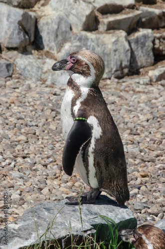 Zoo Köln: Pinguin