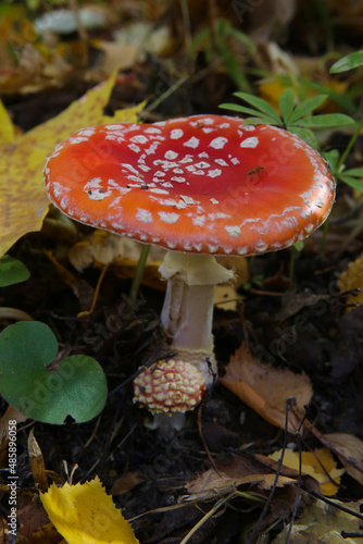 macro photography of red mushroom in the forest, blurred background 