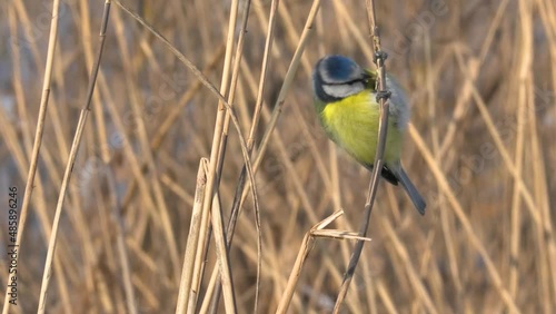 Eurasian blue tit is looking for a meal on a stalk of reeds.