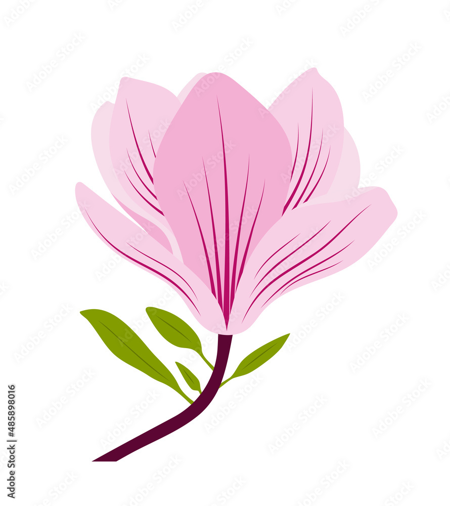 magnolia flower isolated on white background