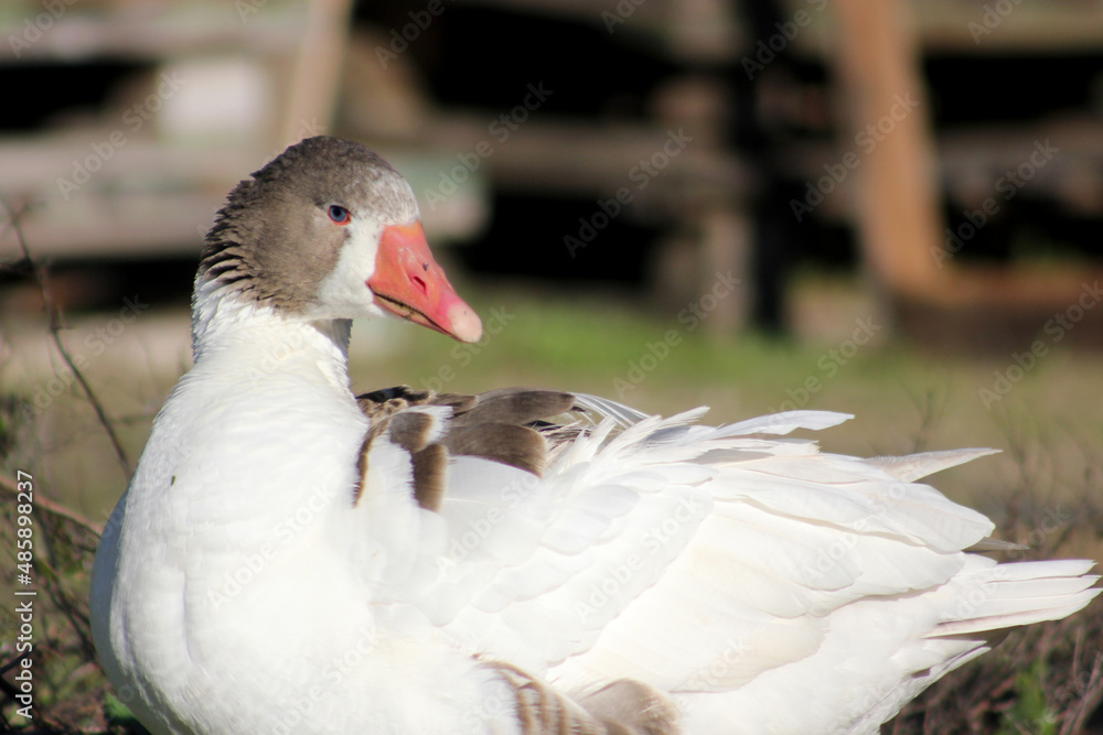 Obraz premium gansos no campo