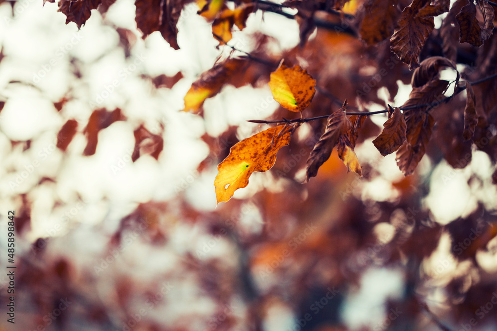 autumn leaves background