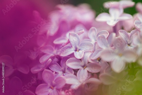 Fototapeta Naklejka Na Ścianę i Meble -  close up of lilac flowers