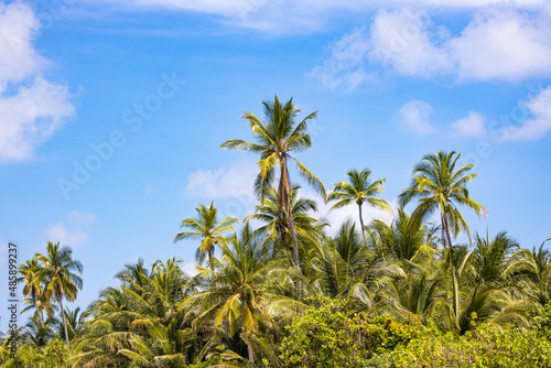 Palms against blue sky on a island