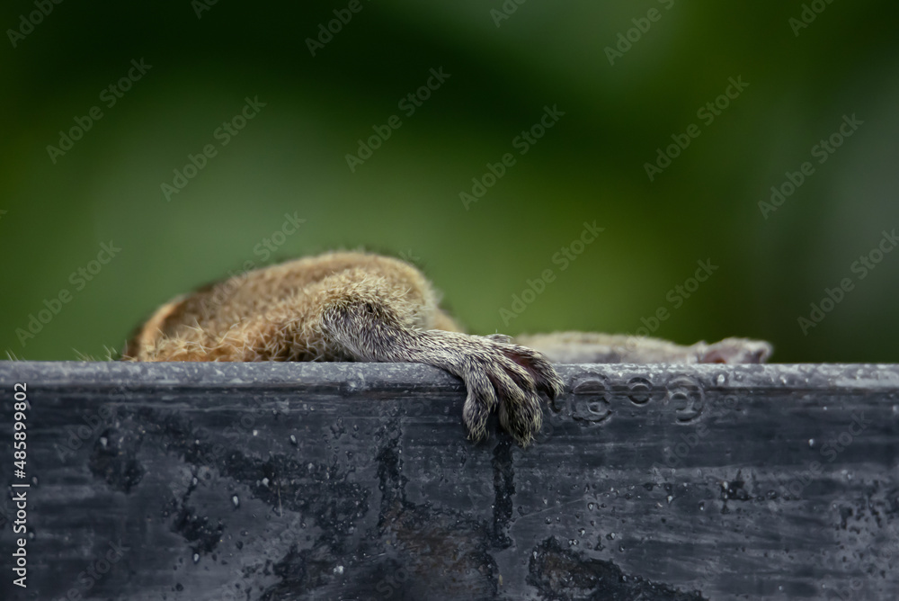Fototapeta premium Palm squirrel found food and climbs the fence behind it, a close-up of the foot, which squirrel holds on to the wooden fence