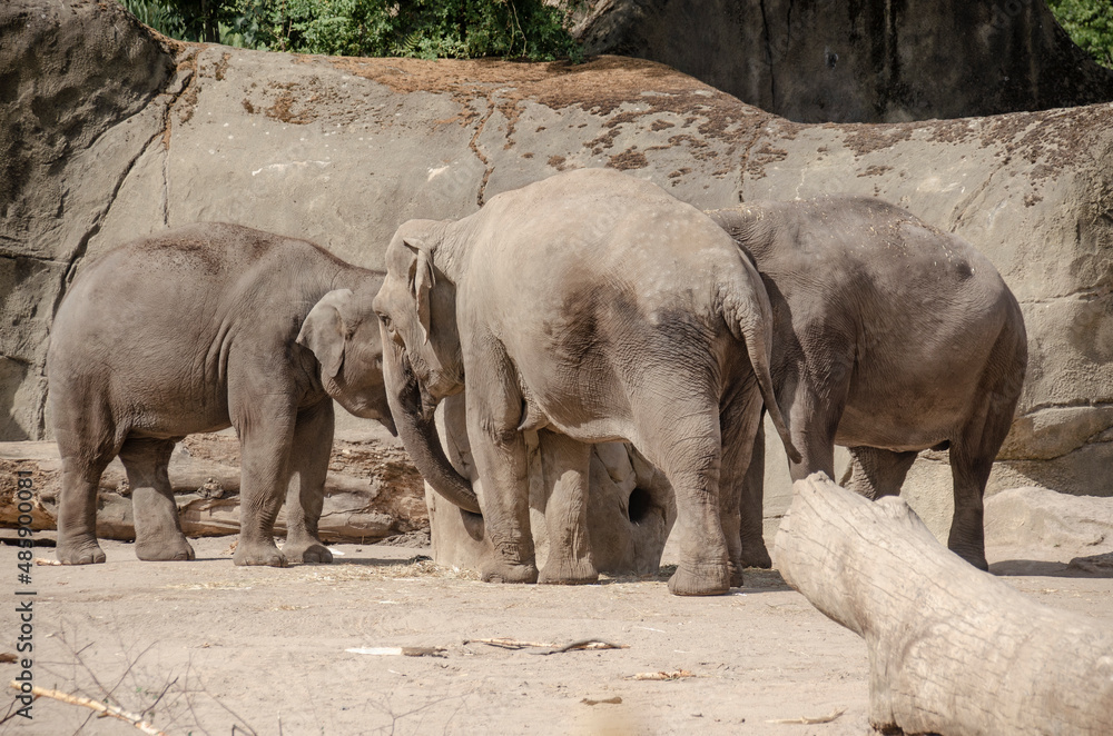 Fototapeta premium Zoo Köln: Elefanten