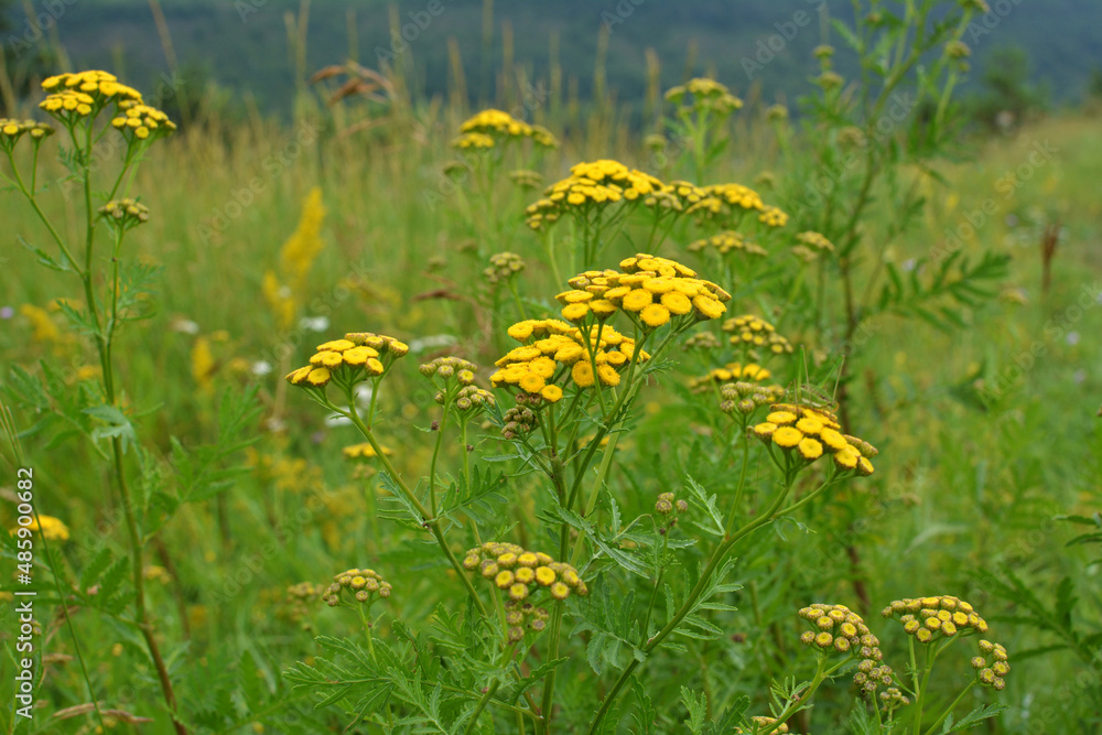 Obraz premium Tansy ordinary (Tanacetum vulgare) blooms in the wild