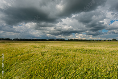 Wheat field and rain clouds.