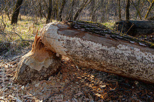 Tree felled by beavers on the river bank.