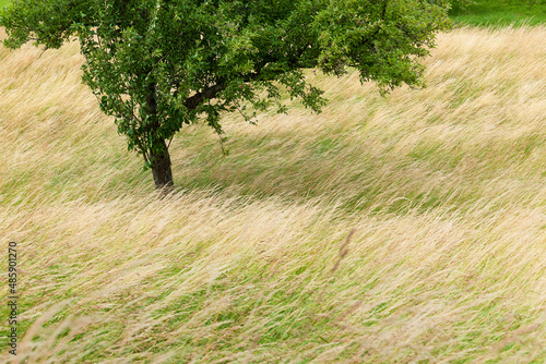 Billede på lærred Meadow in summer blown by strong wind