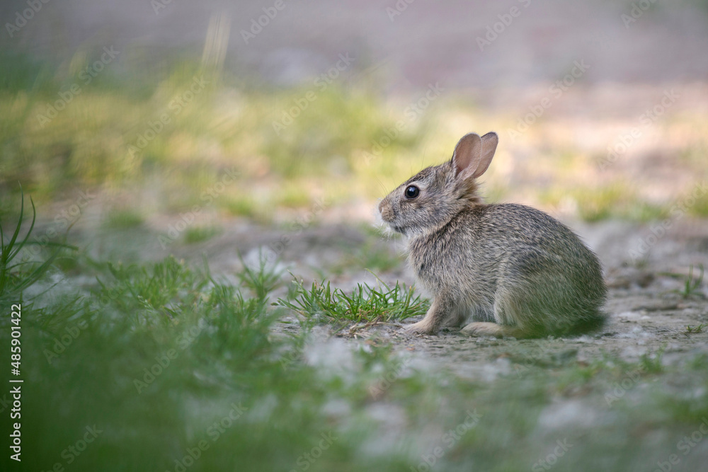 Fototapeta premium rabbit in the grass