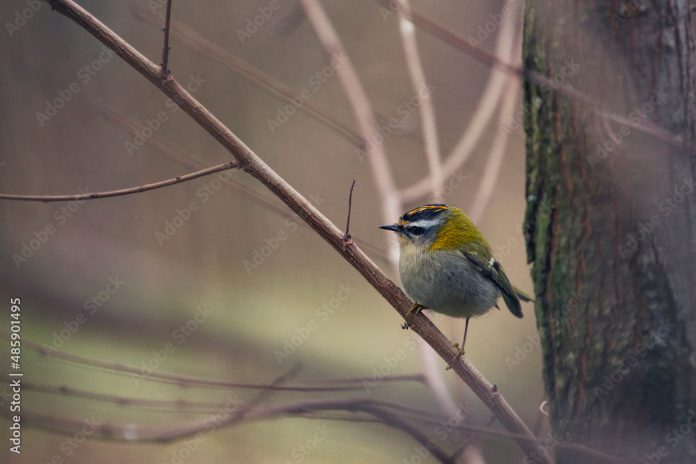 Fototapeta premium bird on a branch