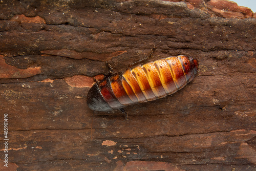 big tropical cockroach Female of Gromphadorhina portentosa , one of the largest species of cockroach. They are native to the island of Madagascar. High quality photo photo