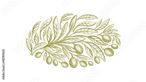 Olive round label Vector texture plant Green fruit