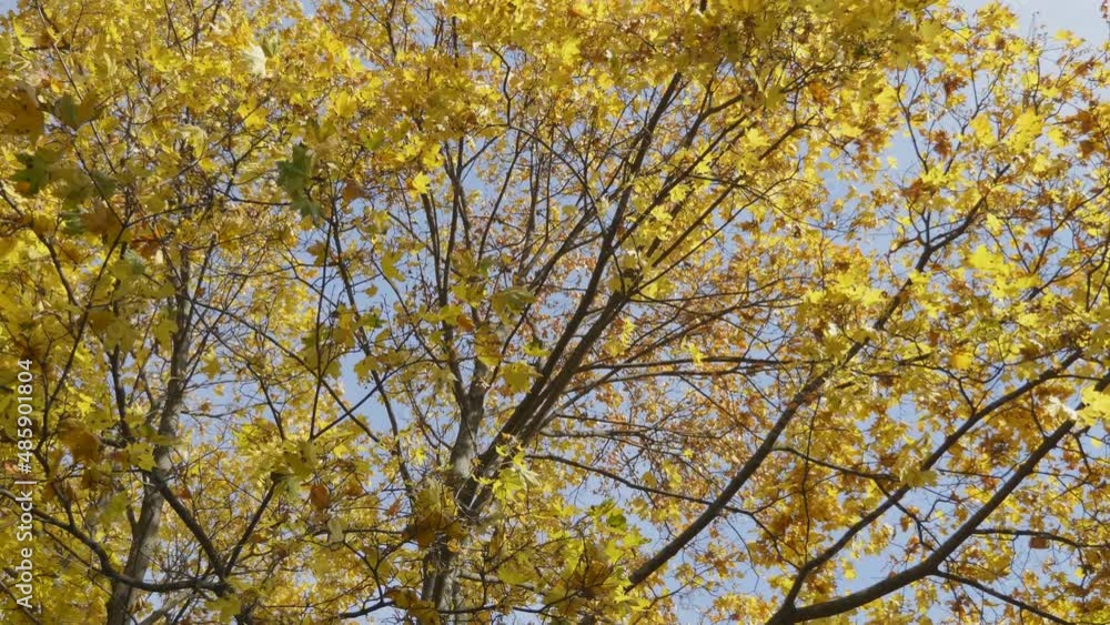 Autumn leaves fall in the forest, natural landscape. Autumn leaves fall in the forest, natural landscape.