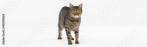She-cat stands against a white background and looks into the camera. Panoramic frame.