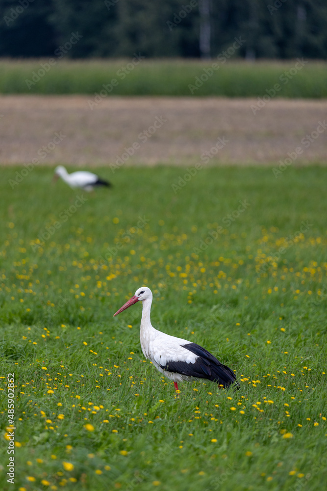 Fototapeta premium Bociany na łące
