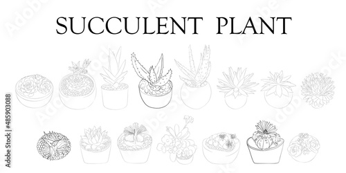 Succulent plant. Illustration of different types of succulents. Hand drawn plants.