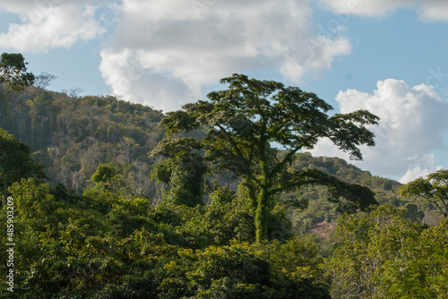 An emerging tree