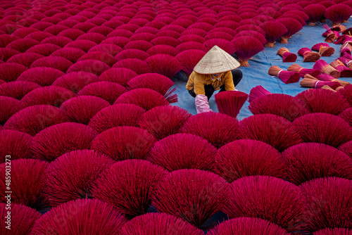 View of Vietnamese workers picking incense sticks from an incense field in Huyện Ứng Hòa, Hanoi, Vietnam. photo