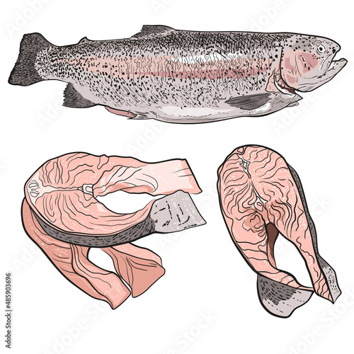 Salmon, trout. Fish and steaks. Vector illustration isolated on white background.