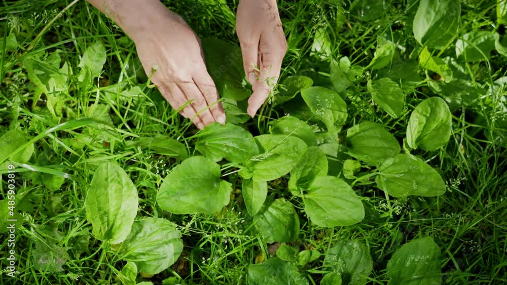 Hand of woman isolated on green natural leafy background. Female hands picking up fresh organic medical herbs growing outdoor on countryside meadow. Alternative medicine and medical herbs concept Hand of woman isolated on green natural leafy background. Female hands picking up fresh organic medical herbs growing outdoor on countryside meadow. Alternative medicine and medical herbs concept