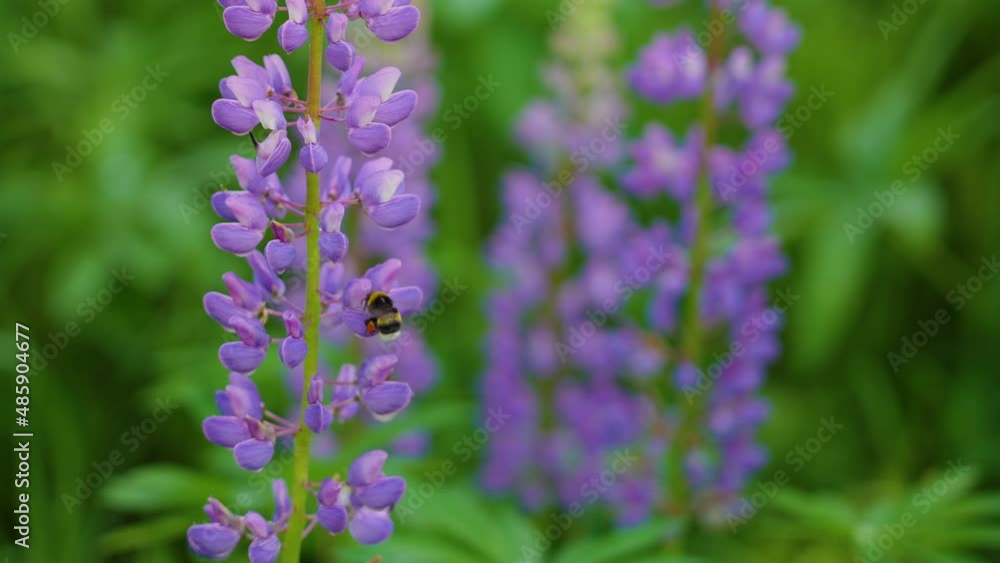 Cute small bee flying around fresh blooming purple flowers growing outside in forest in June month in summer Cute small bee flying around fresh blooming purple flowers growing outside in forest in June month in summer