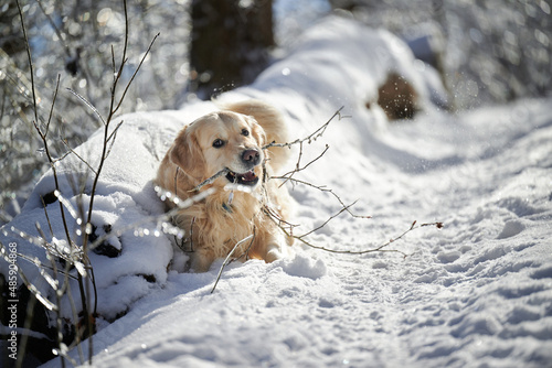 SEWICKLEY, PA, USA - FEBRUARY 6TH 2022: A 5-year old male Golden Retriever dog is hiking up the hills of Western Pennsylvania. The winter forest is covered in snow and the icicles shine in the sun.