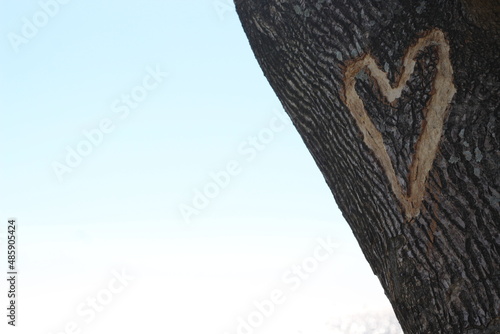 coración na árvore
 photo