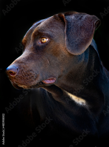 retrato de uma cachorro labrador