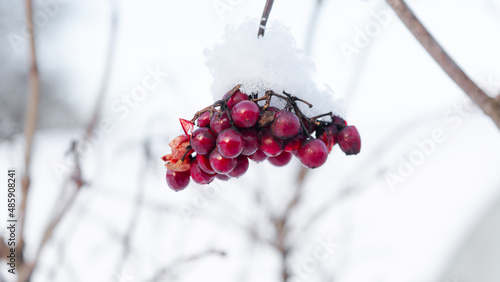 Viburnum berry in winter. A bunch of red viburnum berries