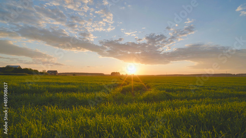 Summer sunset over a field of young wheat.