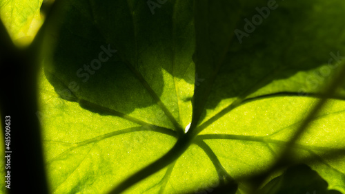 close up of green leaf Geranium plant for background