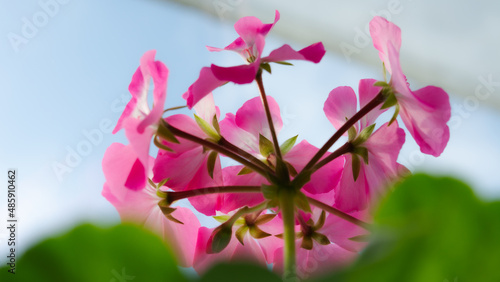 Pink geranium flower. Blooming  pink flower close up